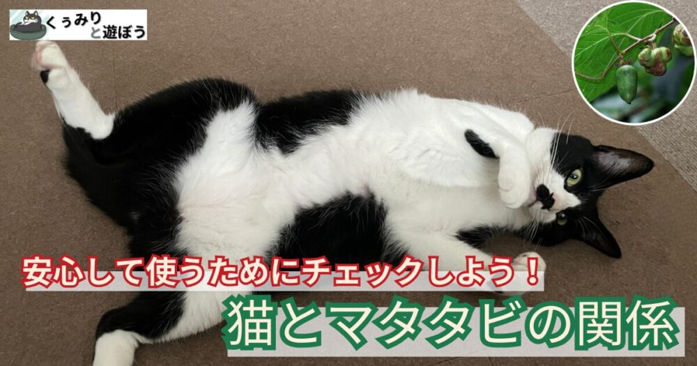 猫とマタタビの関係について