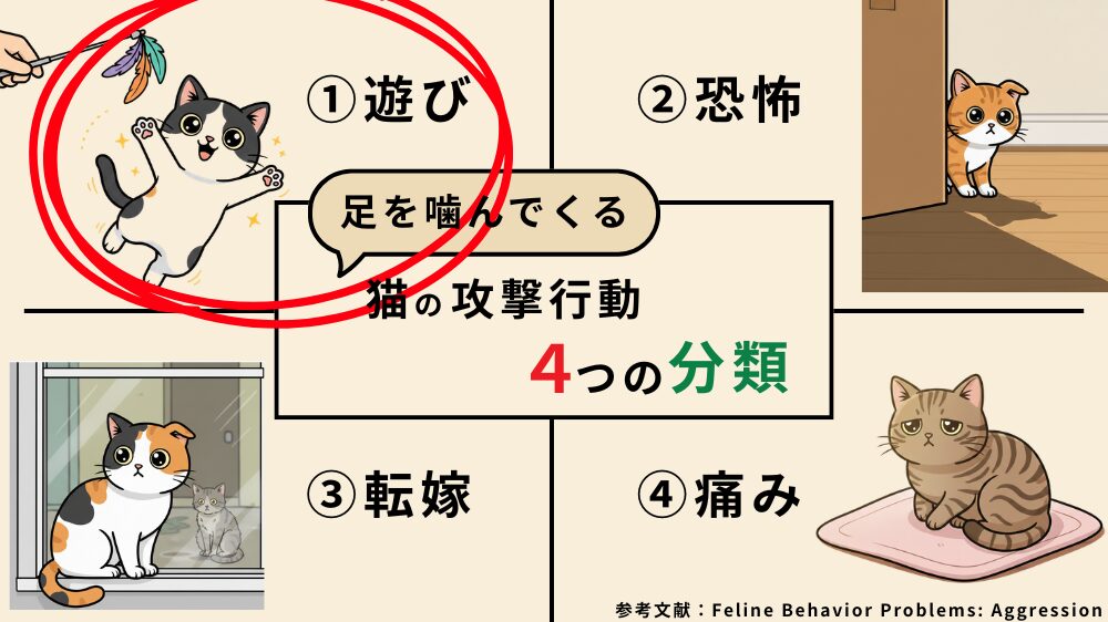 子猫が足を噛む原因について