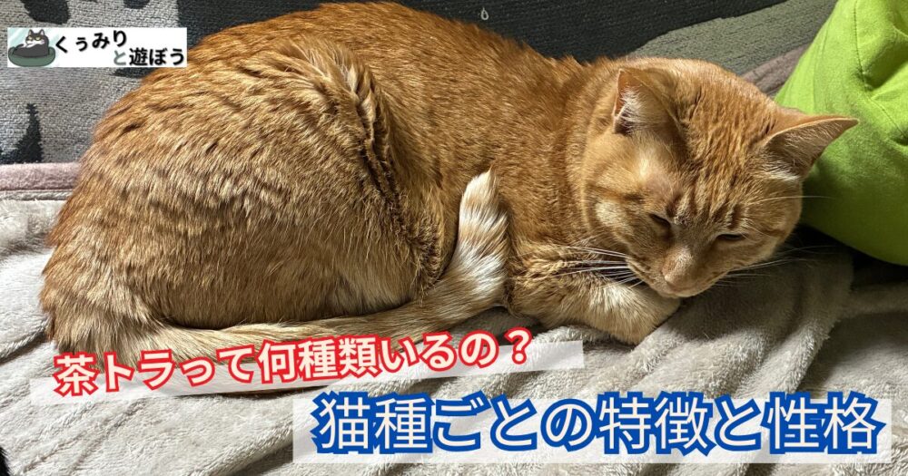 アイキャッチ画像　茶トラの種類　猫種ごとの特徴を解説